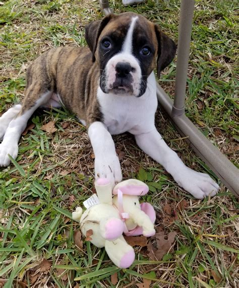 boxer puppies for sale in central florida